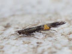 Cosmopterix orichalcea