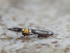 Cosmopterix orichalcea