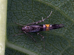Cosmopterix orichalcea