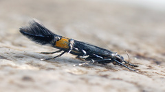 Cosmopterix orichalcea