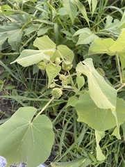 Abutilon theophrasti