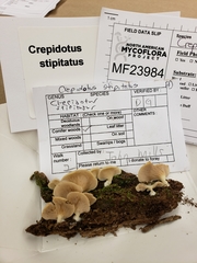 Crepidotus stipitatus