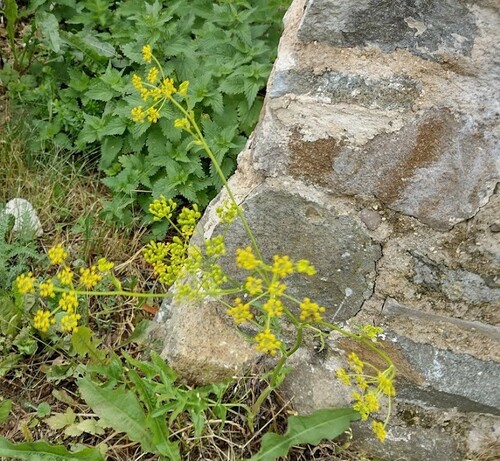 paštrnák siaty (Pastinaca sativa)