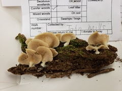 Crepidotus stipitatus