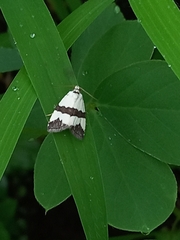 Maliattha quadripartita