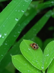Afidentula bisquadripunctata