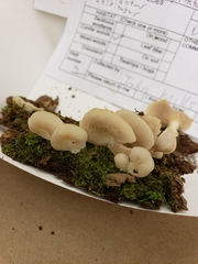 Crepidotus stipitatus