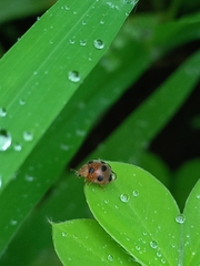 Afidentula bisquadripunctata