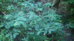 Euphorbia physoclada
