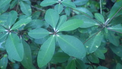 Euphorbia physoclada