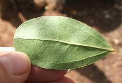 Strychnos madagascariensis