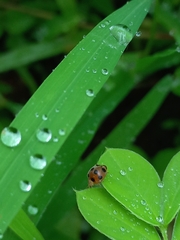 Afidentula bisquadripunctata