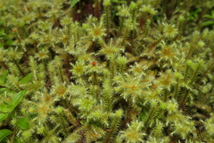 Breutelia azorica