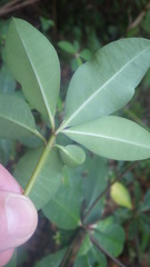 Euphorbia physoclada