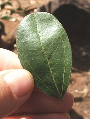 Strychnos madagascariensis