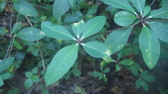 Euphorbia physoclada
