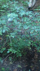 Euphorbia physoclada