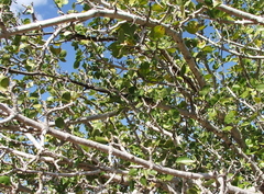 Strychnos madagascariensis