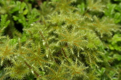 Breutelia azorica