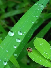 Afidentula bisquadripunctata