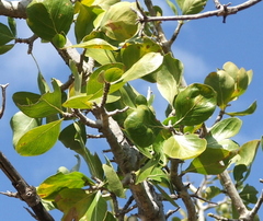 Strychnos madagascariensis