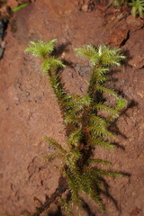 Breutelia azorica