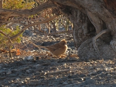 Pseudoseisura gutturalis