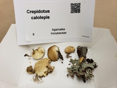 Crepidotus calolepis image