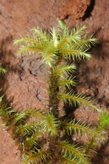 Breutelia azorica