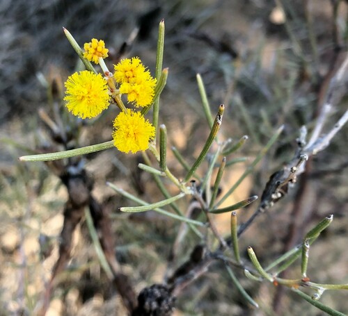 Tallebung wattle (Acacia menzelii)