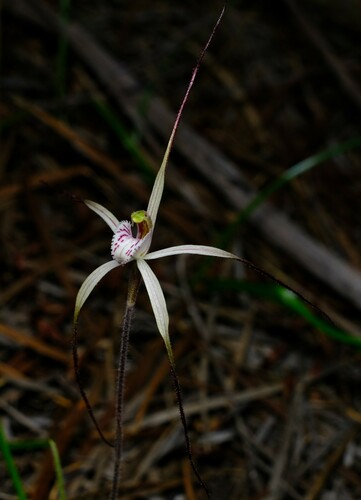 Image of Caladenia varians by (c) Peter Crowcroft, some rights reserved (CC BY)