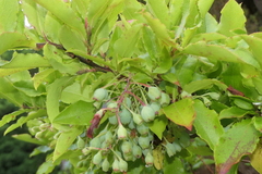 Vaccinium cylindraceum