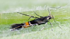 Cosmopterix sibirica