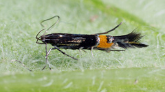 Cosmopterix sibirica