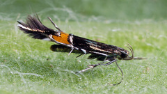 Cosmopterix sibirica