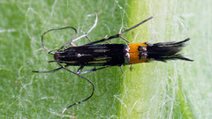 Cosmopterix sibirica