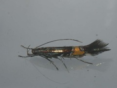 Cosmopterix sibirica