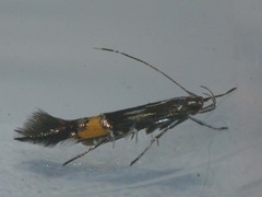 Cosmopterix sibirica