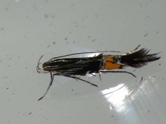Cosmopterix sibirica