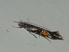 Cosmopterix sibirica