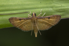 Tatobotys