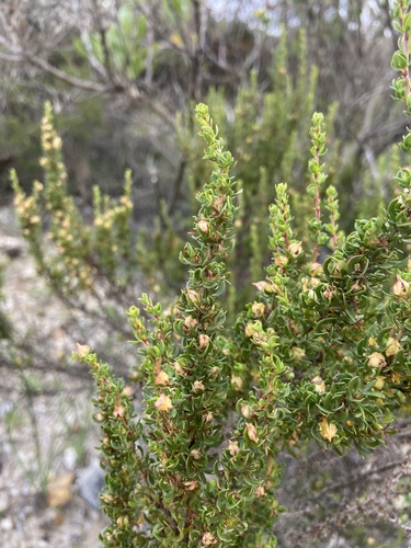 Image of Cliffortia anthospermoides by (c) Janine Steytler, some rights reserved (CC BY-SA)