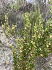 Cliffortia anthospermoides