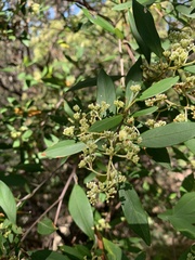 Pomaderris canescens