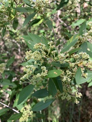 Pomaderris canescens