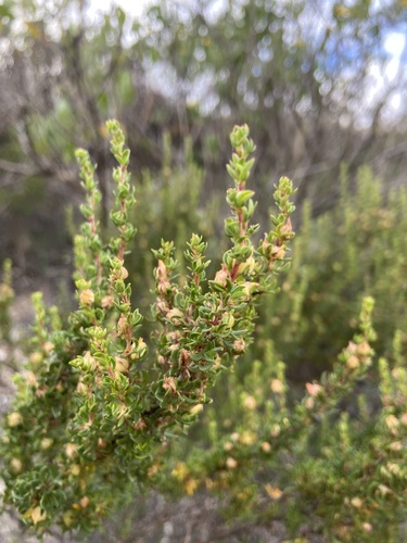 Image of Cliffortia anthospermoides by (c) Janine Steytler, some rights reserved (CC BY-SA)