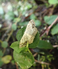 Scopula propinquaria