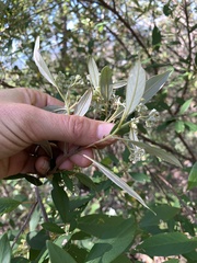 Pomaderris canescens