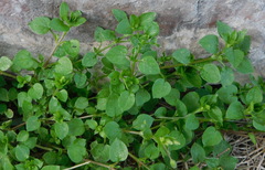 Stellaria media
