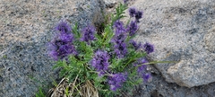 Phacelia sericea